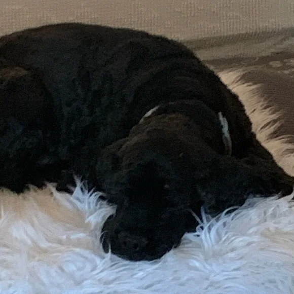 Please like and Share this live notification to know when I am live - Picture 8 of 17